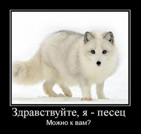Полярная лисичка, она же песец, – самый страшный зверь для дайверов